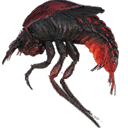 Fire Beetle