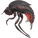 Stalker Beetle